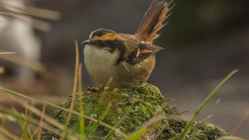 A new bird species in Chile.