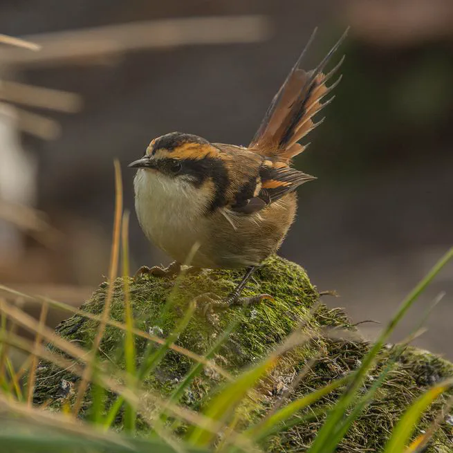 A new bird species in Chile.