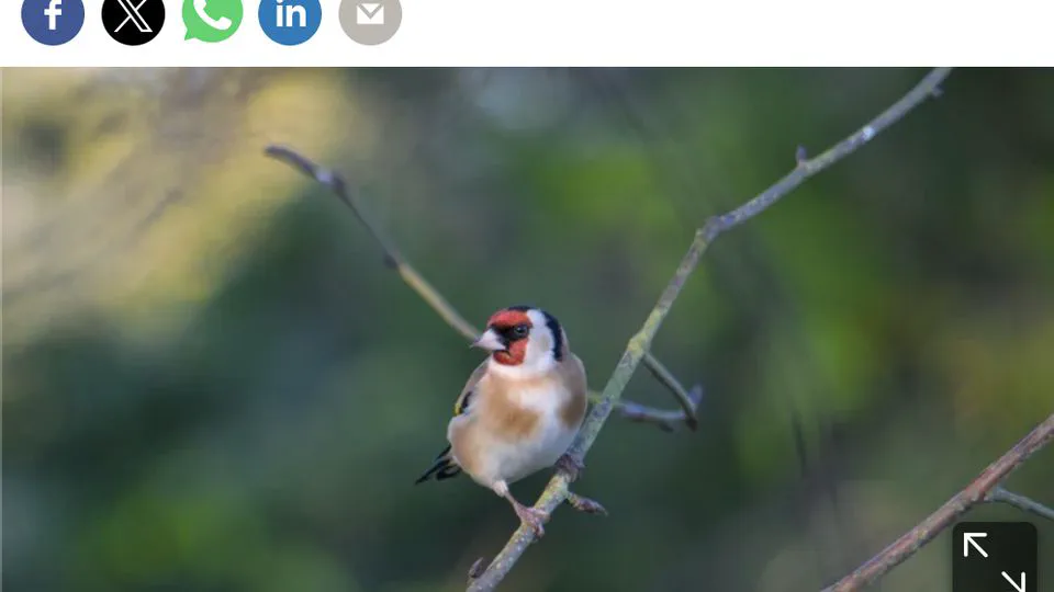 How watching birds in your garden can be part of a bigger picture.