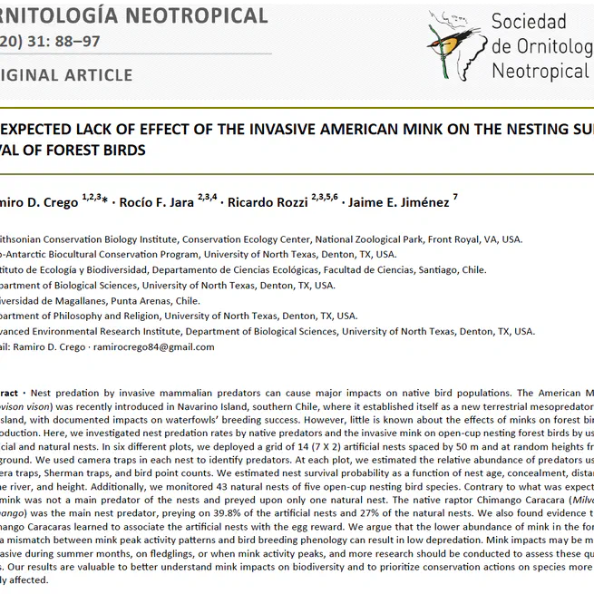 Unexpected lack of effect of the invasive American mink on the nesting survival of forest birds