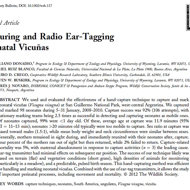 Capturing and radio ear-tagging neonatal vicuñas