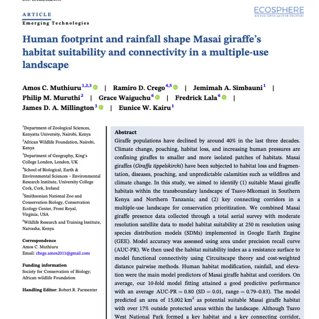 Human footprint and rainfall shape Masai giraffe's habitat suitability and connectivity in a multiple‐use landscape