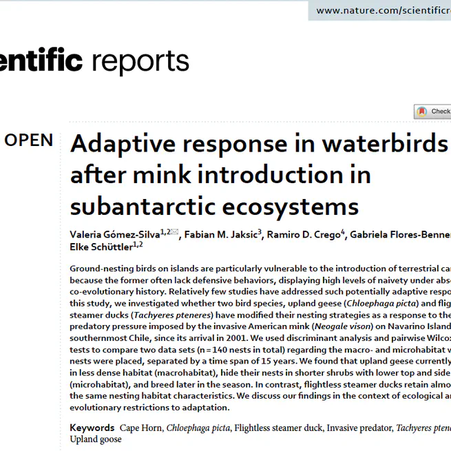 Adaptive response in waterbirds after mink introduction in subantarctic ecosystems