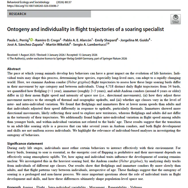 Ontogeny and individuality in flight trajectories of a soaring specialist