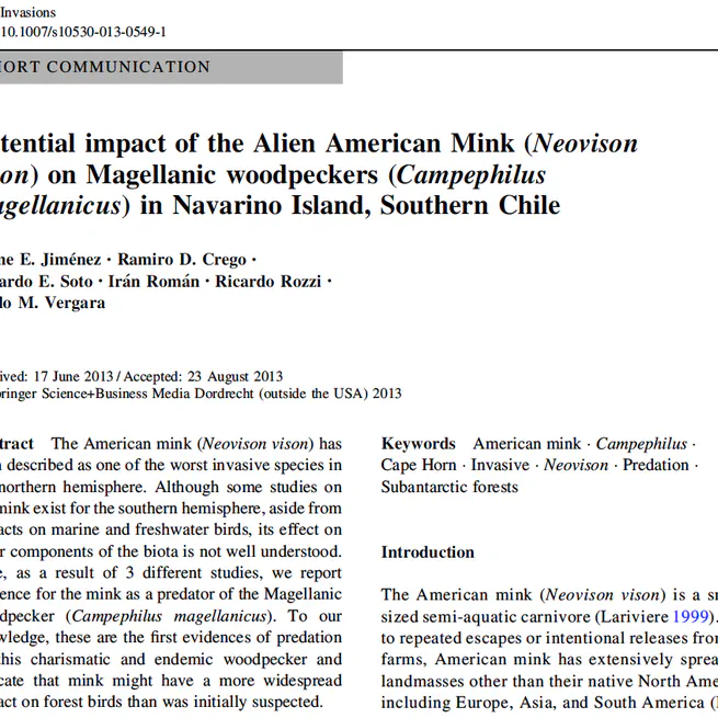 Potential impact of the alien American mink (Neovison vison) on Magellanic woodpeckers (Campephilus magallanicus) in Navarino Island, southern Chile