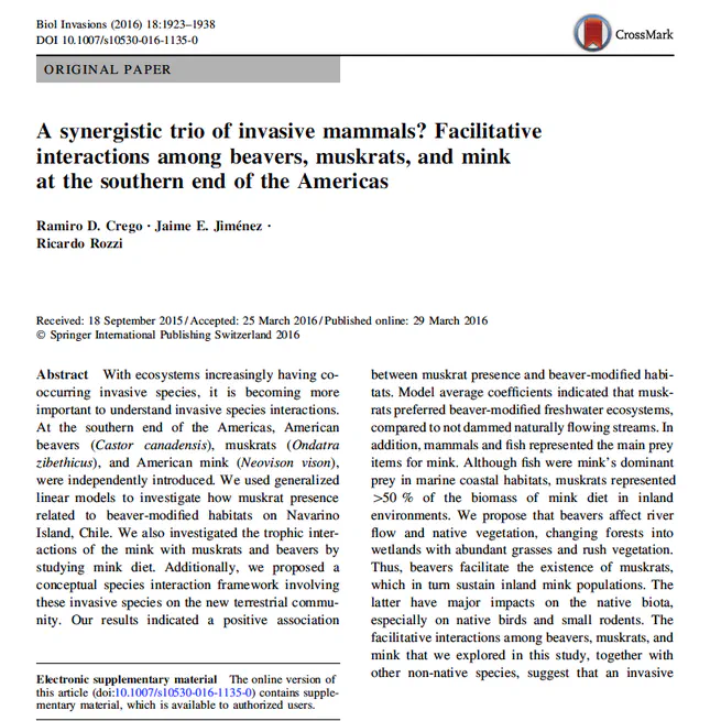 A synergistic trio of invasive mammals? Facilitative interactions among beavers, muskrats, and mink at the southern end of the Americas