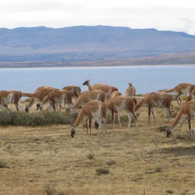 Collaborating with Rewilding Argentina