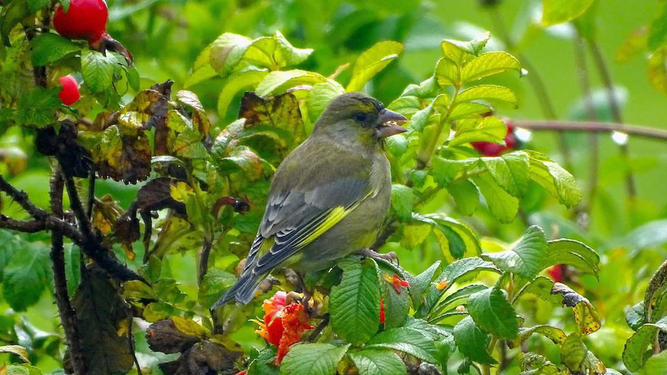 Modeling the unseen - studying birds occupancy and abundance using citizen science