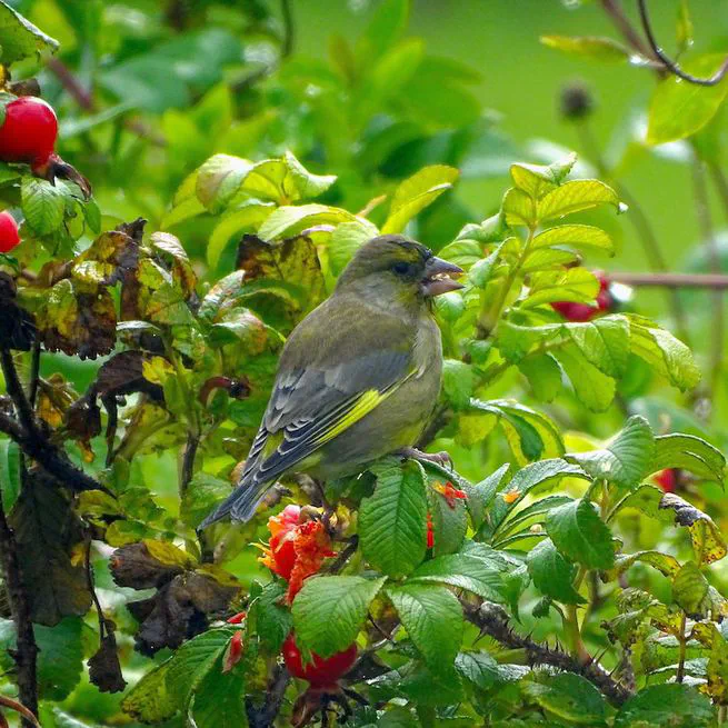 Modeling the unseen - studying birds occupancy and abundance using citizen science