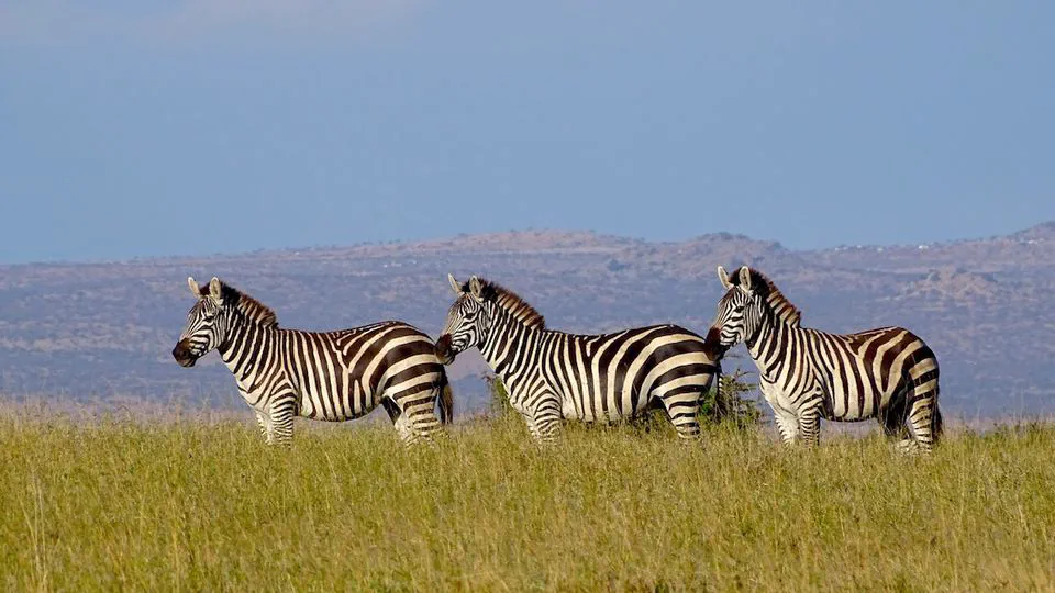 Hierarchical Models to Study and Monitor Large Herbivores