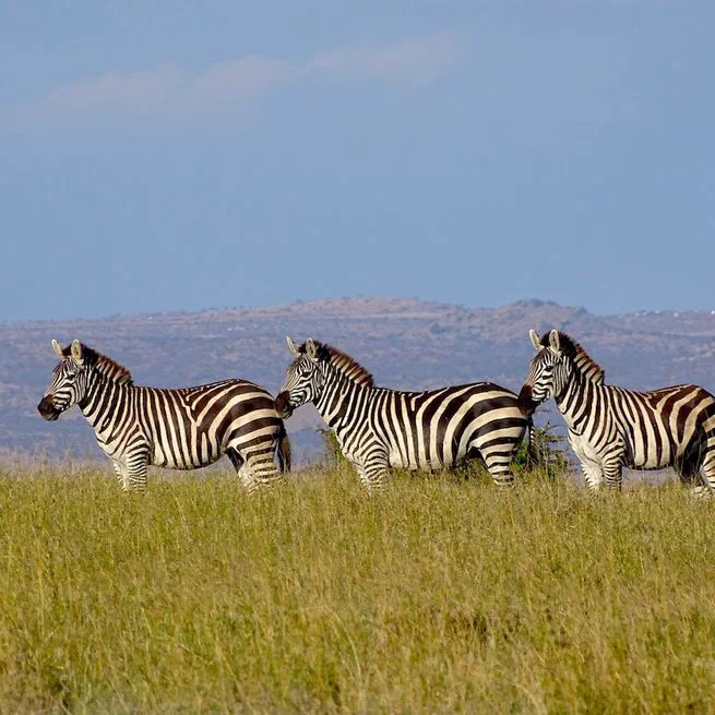 Hierarchical Models to Study and Monitor Large Herbivores