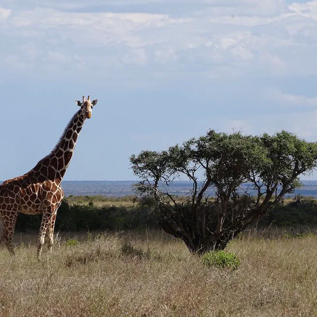 Combining species distribution models and moderate resolution satellite information to guide conservation programs for giraffe