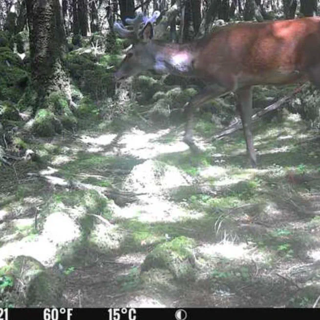 Estimating Wildlife Activity Using Camera Traps