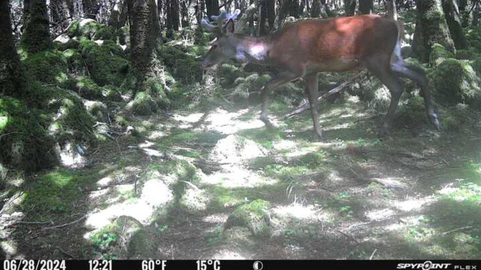 Estimating Wildlife Activity Using Camera Traps